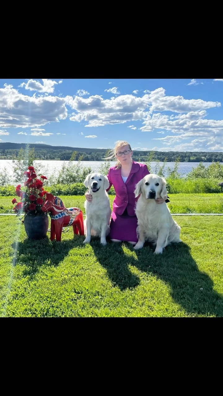 Yesterday we went to the Nordic Dog Show in Leksand! What a lovely place for a dog show with great friends and weather. On top of that, great results, very thankful! Thank you Nicole Henderson for you excellent help in and outside the ring! 🤩

☀️ Ch Dewmist Cape Reinga went BOB with Nordic CAC

☀️ Ch Benton Back To Base Camp went BOS with Nordic CAC, owned by Henric Fryckstrand and Margaretha Hedman

☀️ Dewmist Diavonique won the Intermediate class and 2nd Best Bitch with her first CAC, owned by Ulrika Ek

☀️ Also congratulations to Margaretha with her Ch Dewmist Dante’s Peak who was 2nd Best Male and Best Veteran

☀️ Kennel Dewmist best breeders group

Thank you to the judge Vidar Grundetjern from Norway for lovely words about the dogs!

#dogshow #nordicdogshow #showdog #goldenretrievers